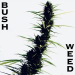 Bush weed seeds